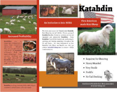 SCKA brochure - South Central Katahdin Association