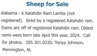 Sheep for Sale  Alabama - 6 Katahdin Ram Lambs (not registered).  Sired by a registered Katahdin ram.  Dams are off of registered Katahdin ram. Oldest rams were born late April this year, 2024.  Call for photos.  205.301.0220. Tonya Johnson, Pennington, AL