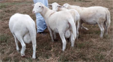 Johnson ram lambs